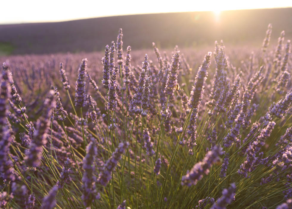 Valensole Exploring the Lavender road in Provence O'Bon Paris Easy